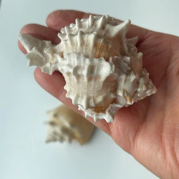 Assorted Seashell Collection - Picture 7 of 8